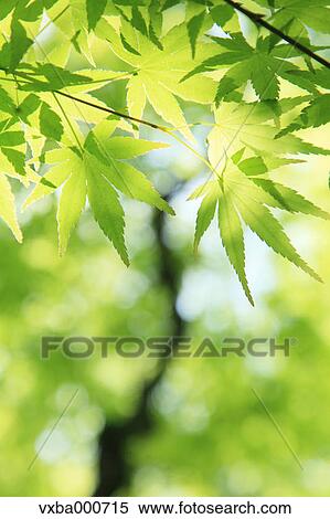Green maple leaves View Large Photo Image Stock Photography - Green maple leaves. Fotosearch