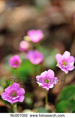 Hepatica flowers View Large Photo Image Stock Photography - Hepatica flowers. Fotosearch