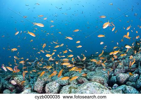 Stock Photography - Herd of orange sea perches. Fotosearch