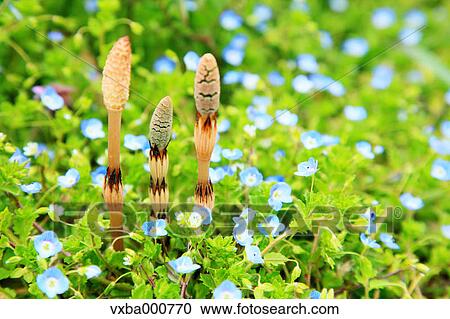 Horsetail View Large Photo Image Stock Image - Horsetail. Fotosearch