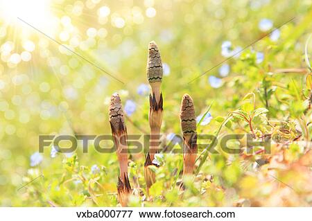 Stock Photo - Horsetail. Fotosearch
