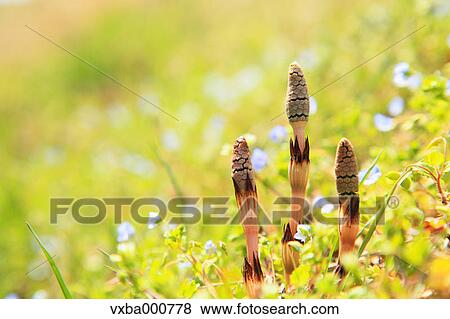 Horsetail View Large Photo Image Stock Photo - Horsetail. Fotosearch