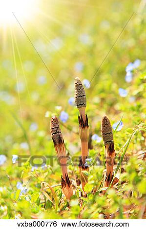 Horsetail View Large Photo Image Stock Photograph - Horsetail. Fotosearch