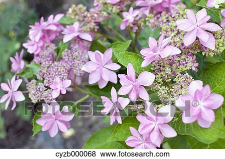 Hydrangea flowers View Large Photo Image Stock Photo - Hydrangea flowers. Fotosearch