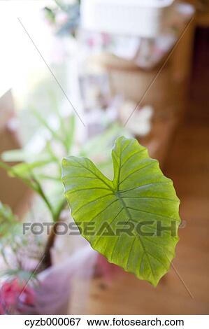 Indoor plant View Large Photo Image Stock Photo - Indoor plant. Fotosearch