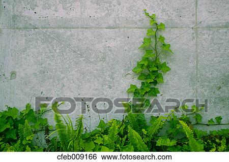 Ivy on a wall View Large Photo Image Stock Photograph - Ivy on a wall. Fotosearch