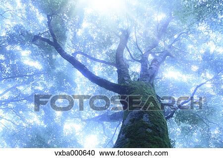 Large beech tree wrapped in morning fog View Large Photo Image Stock Image - Large beech tree wrapped in morning fog. Fotosearch