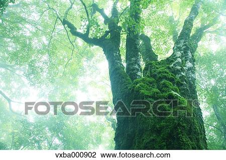 Stock Image - Large maple tree in the fog. Fotosearch