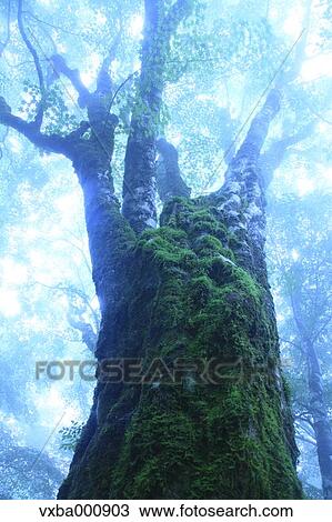 Stock Image - Large maple tree in the fog. Fotosearch