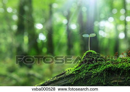 Leaf sprouting from a tree View Large Photo Image Stock Photo - Leaf sprouting from a tree. Fotosearch