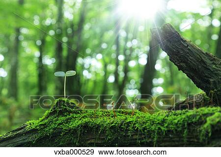 Leaf sprouting from a tree View Large Photo Image Stock Photo - Leaf sprouting from a tree. Fotosearch