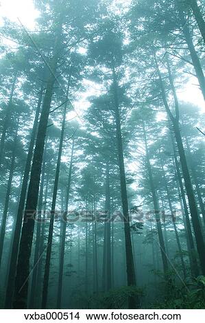 Light in a forest View Large Photo Image Picture - Light in a forest. Fotosearch