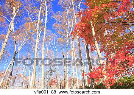 Maple and birch forest, Iwate Prefecture View Large Photo Image Stock Photo - Maple and birch forest, Iwate Prefecture. Fotosearch