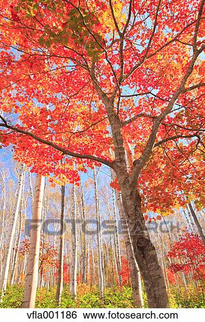 Maple and birch forest, Iwate Prefecture View Large Photo Image Stock Photograph - Maple and birch forest, Iwate Prefecture. Fotosearch