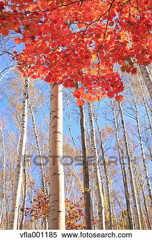 Maple and birch forest, Iwate Prefecture View Large Photo Image Stock Photography - Maple and birch forest, Iwate Prefecture. Fotosearch