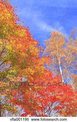 Maple and birch forest, Iwate Prefecture View Large Photo Image Stock Photography - Maple and birch forest, Iwate Prefecture. Fotosearch