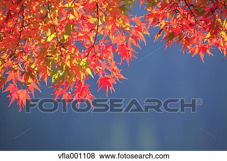 Maple leaves and blue sky View Large Photo Image Stock Photo - Maple leaves and blue sky. Fotosearch