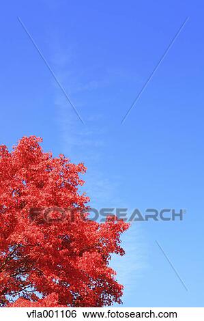 Maple leaves and blue sky View Large Photo Image Stock Photograph - Maple leaves and blue sky. Fotosearch