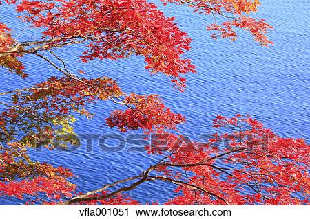 Maple leaves and Towada lake, Akita Prefecture View Large Photo Image Stock Image - Maple leaves and Towada lake, Akita Prefecture. Fotosearch