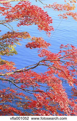 Maple leaves and Towada lake, Akita Prefecture View Large Photo Image Stock Image - Maple leaves and Towada lake, Akita Prefecture. Fotosearch