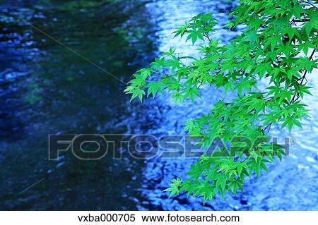 Maple leaves and water stream View Large Photo Image Stock Photography - Maple leaves and water stream. Fotosearch