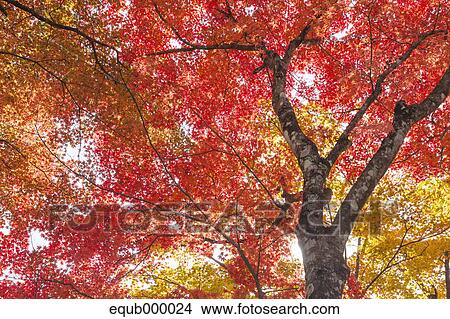 Picture - Maple leaves. Fotosearch