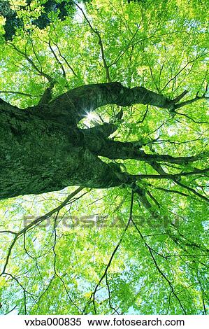 Maple tree View Large Photo Image Stock Photography - Maple tree. Fotosearch
