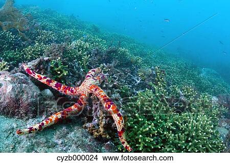 Picture - Marine life scene. Fotosearch