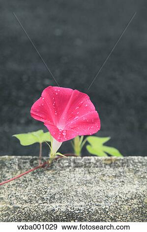 Stock Photo - Morning glory flower. Fotosearch