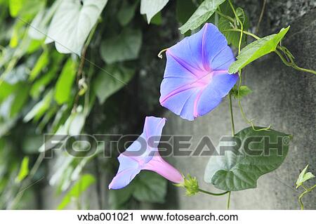 Morning glory flowers View Large Photo Image Stock Image - Morning glory flowers. Fotosearch