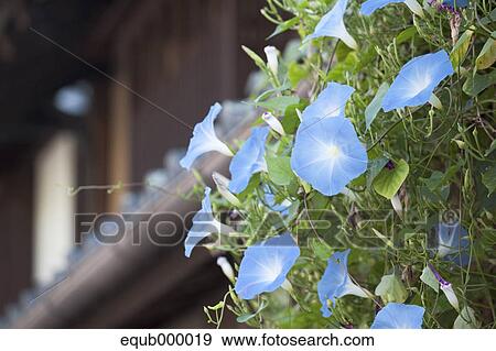 Morning glory flowers View Large Photo Image Stock Photo - Morning glory flowers. Fotosearch