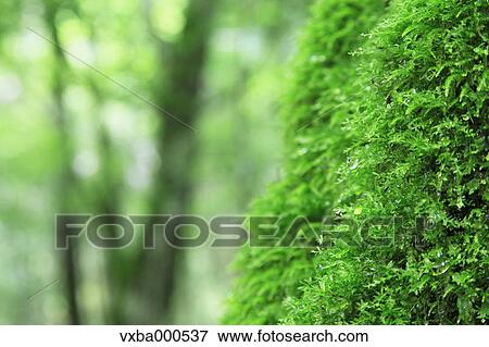 Moss View Large Photo Image Stock Photo - Moss. Fotosearch