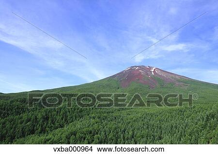 Mount Fuji and forest at summer View Large Photo Image Picture - Mount Fuji and forest at summer. Fotosearch