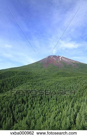 Mount Fuji and forest at summer View Large Photo Image Stock Image - Mount Fuji and forest at summer. Fotosearch