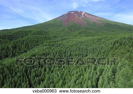 Mount Fuji and forest at summer View Large Photo Image Stock Image - Mount Fuji and forest at summer. Fotosearch