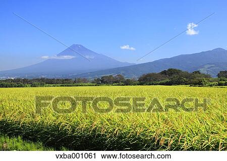 Stock Image - Mount Fuji and rice field, Shizuoka Prefecture. Fotosearch