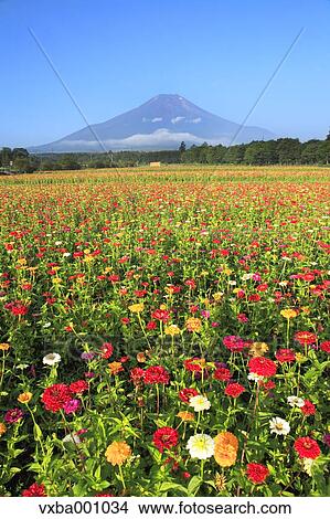 Mount Fuji and Zinnia flowers, Yamanashi Prefecture View Large Photo Image Picture - Mount Fuji and Zinnia flowers, Yamanashi Prefecture. Fotosearch
