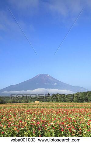 Mount Fuji and Zinnia flowers, Yamanashi Prefecture View Large Photo Image Stock Image - Mount Fuji and Zinnia flowers, Yamanashi Prefecture. Fotosearch