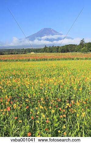 Mount Fuji and Zinnia flowers, Yamanashi Prefecture View Large Photo Image Stock Image - Mount Fuji and Zinnia flowers, Yamanashi Prefecture. Fotosearch