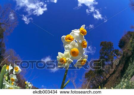Narcissus flowers and blue sky, Chiba Prefecture View Large Photo Image Picture - Narcissus flowers and blue sky, Chiba Prefecture. Fotosearch