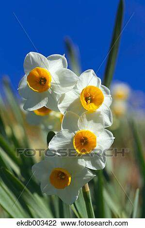 Narcissus flowers and blue sky, Chiba Prefecture View Large Photo Image Stock Image - Narcissus flowers and blue sky, Chiba Prefecture. Fotosearch