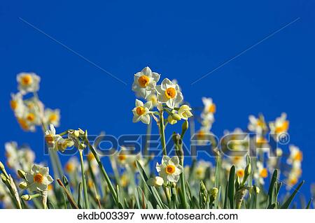 Narcissus flowers and blue sky, Chiba Prefecture View Large Photo Image Stock Photo - Narcissus flowers and blue sky, Chiba Prefecture. Fotosearch