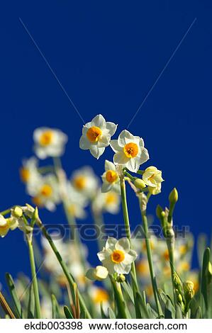 Narcissus flowers and blue sky, Chiba Prefecture View Large Photo Image Stock Photo - Narcissus flowers and blue sky, Chiba Prefecture. Fotosearch