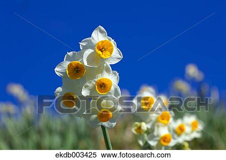 Narcissus flowers and blue sky, Chiba Prefecture View Large Photo Image Stock Photography - Narcissus flowers and blue sky, Chiba Prefecture. Fotosearch