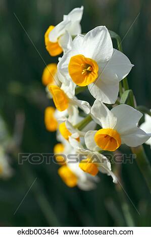 Picture - Narcissus flowers, Kanagawa Prefecture. Fotosearch