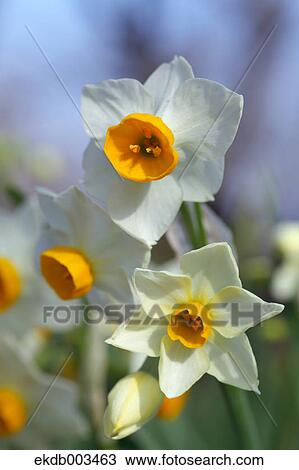 Narcissus flowers, Kanagawa Prefecture View Large Photo Image Stock Image - Narcissus flowers, Kanagawa Prefecture. Fotosearch