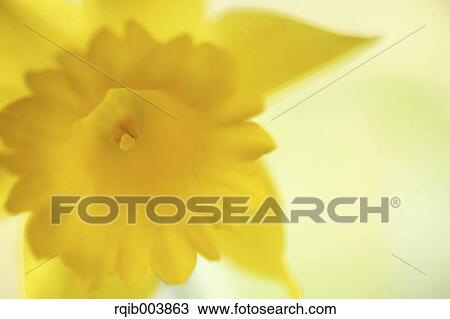 Narcissus View Large Photo Image Stock Image - Narcissus. Fotosearch
