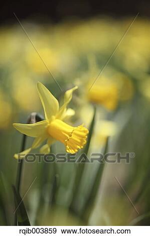 Stock Photo - Narcissus. Fotosearch