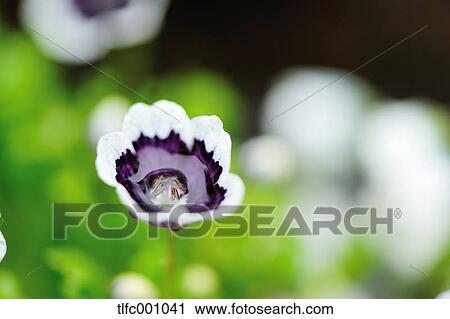 Nemophila View Large Photo Image Stock Image - Nemophila. Fotosearch