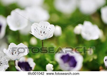 Nemophila View Large Photo Image Stock Image - Nemophila. Fotosearch